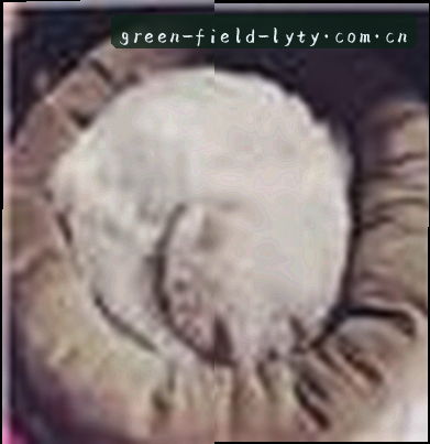 赵鹏